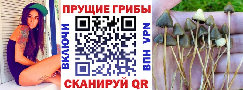 Галлюциногенные грибы Cubensis Знаменск